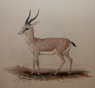 Antelope by Edward Lear